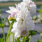 Dahlia Eveline Creamy White With Pink Tips | 1 x Bulb | White