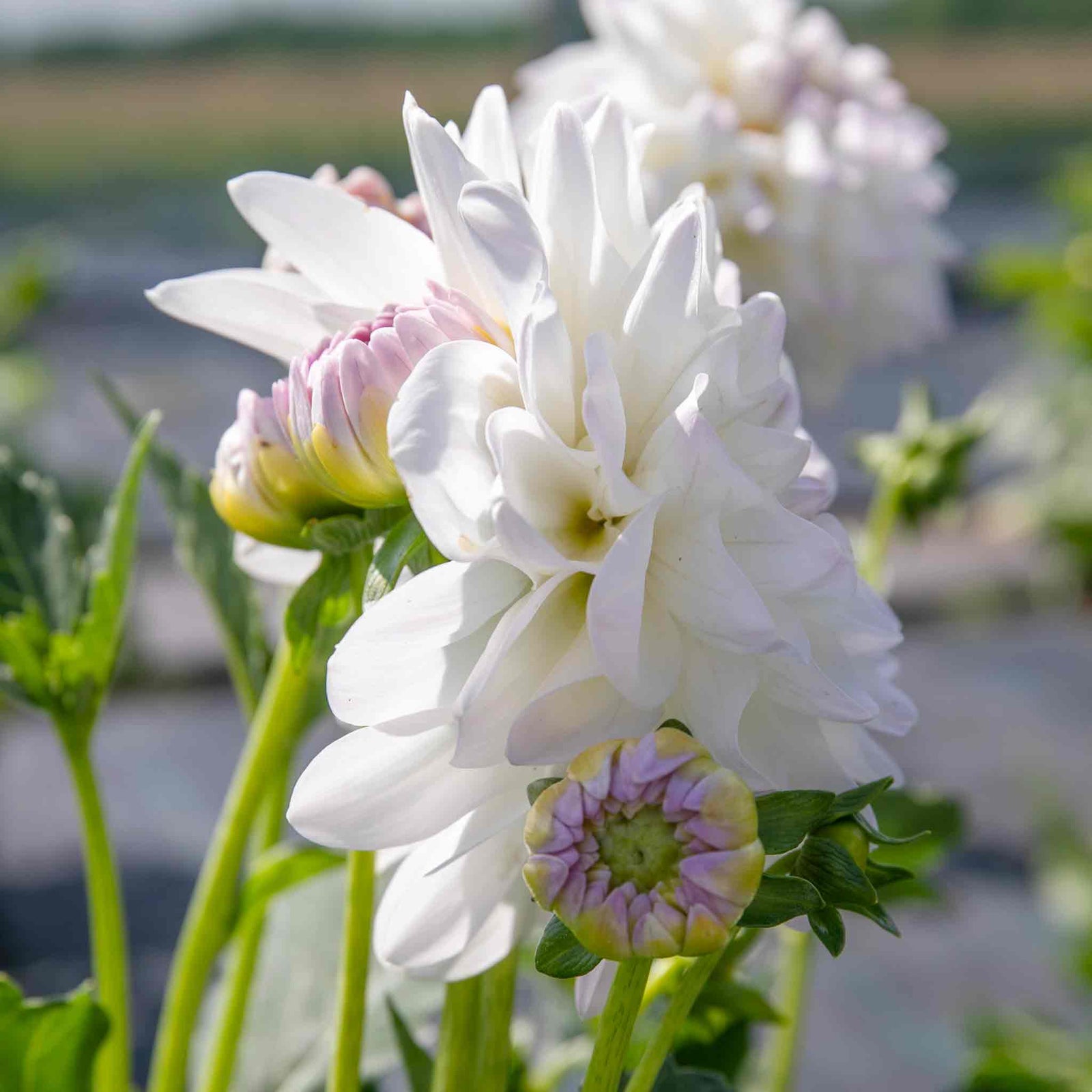 Dahlia Eveline Creamy White With Pink Tips | 1 x Bulb | White