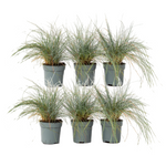 Blue Fescue - Festuca Glauca 'Elijah Blue' - Height 10-15cm - ⌀9cm | Set-of-6 | Blue