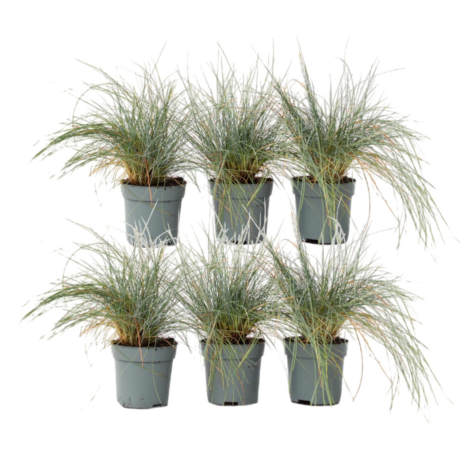 Blue Fescue - Festuca Glauca 'Elijah Blue' - Height 10-15cm - ⌀9cm | Set-of-6 | Blue