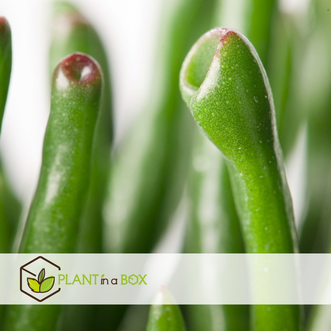 Jade Plant - Crassula Ovata 'hobbit' - Height 55-60cm - ⌀30cm | Set of 1 | Green