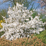 Magnolia Stellata 'royal Star' Compact Ornamental Tree | 7.2l | White