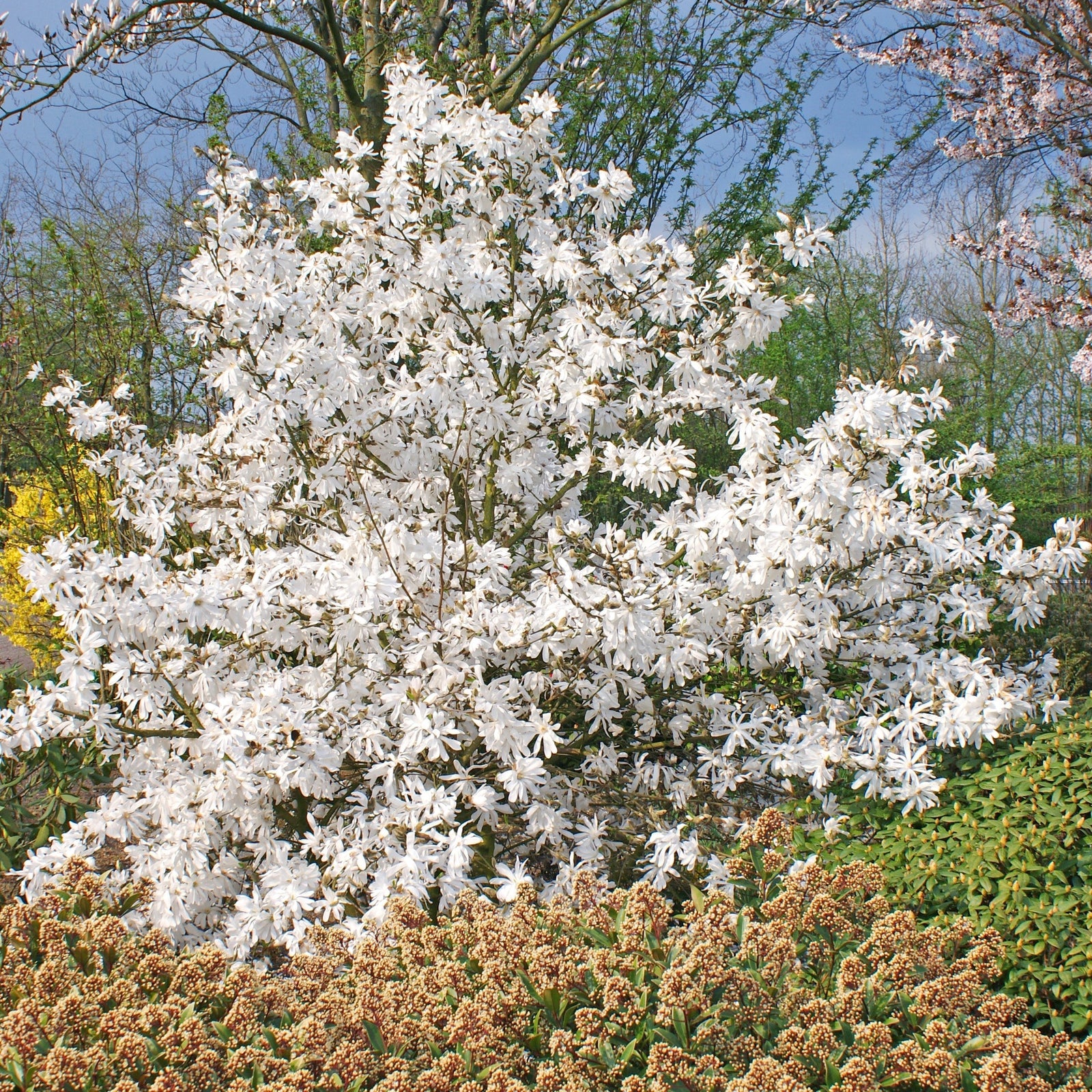 Magnolia Stellata 'royal Star' Compact Ornamental Tree | 7.2l | White