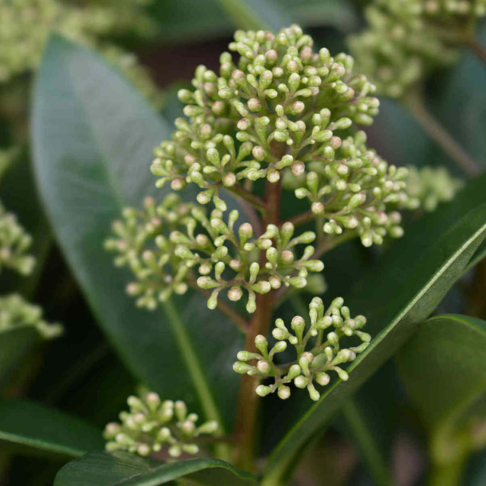 Skimmia Japonica Fragrant Cloud - A Fragrant Evergreen Shrub Supplied In A 10.5cm Pot