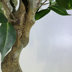 100cm  Realistic Artificial Ficus Tree / Plant Bush Ficus Gold Curve Planter