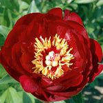 Peony Buckeye Belle Bare Root | 2 x Bare Roots