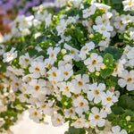 Bacopa 'megacopa White' - Extra-large White Flowers | 12 x Plug Plants | White