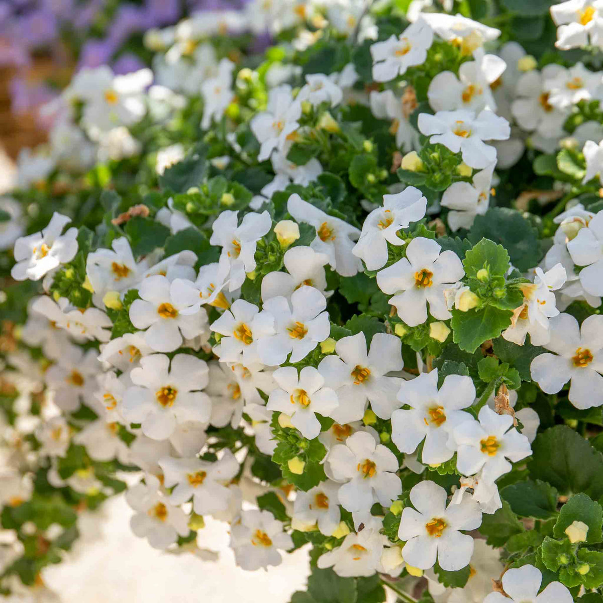 Bacopa 'megacopa White' - Extra-large White Flowers | 12 x Plug Plants | White