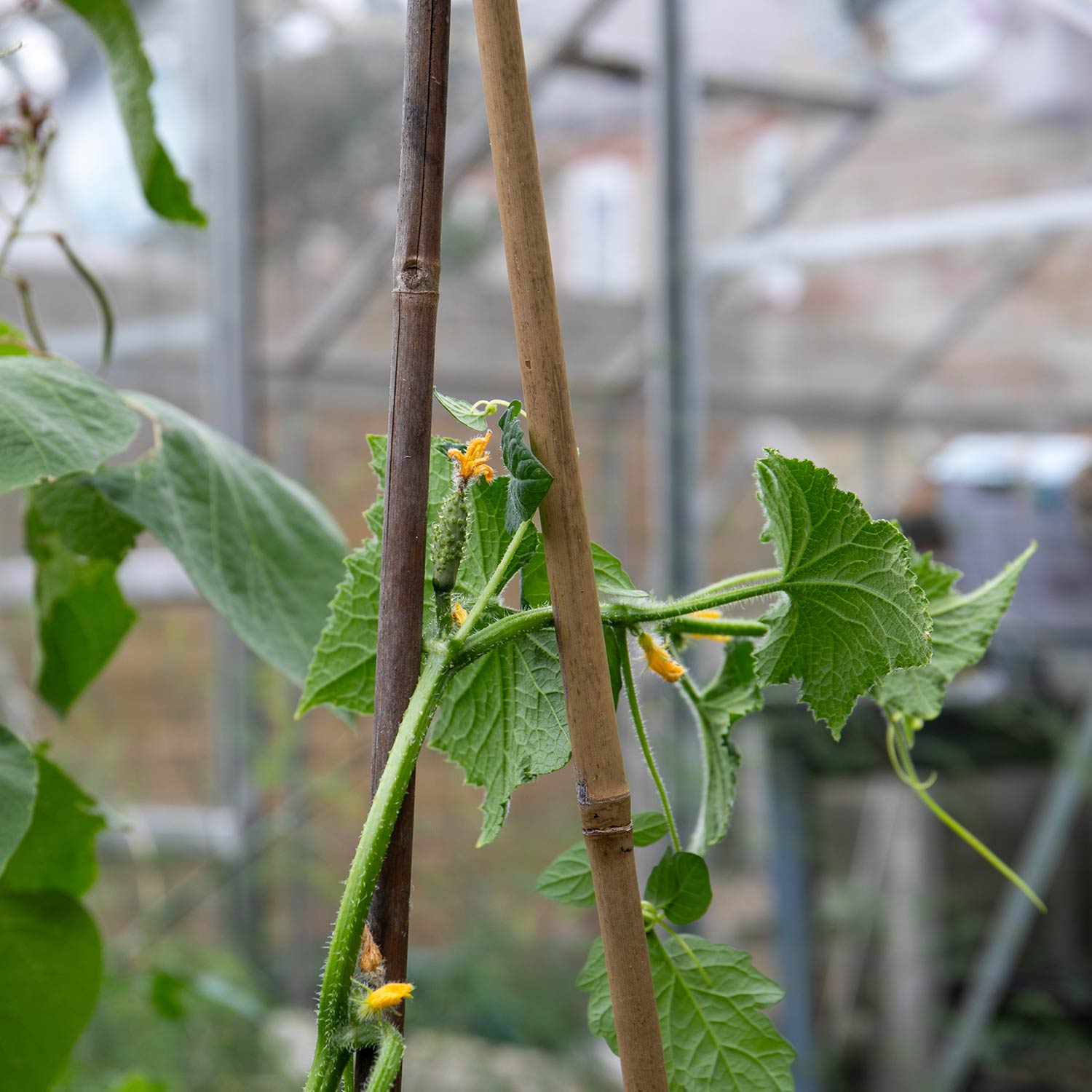 Cucumber 'marketmore' Rhs Award-winning Variety | 6 x Jumbo Plugs | Green