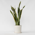 Snake Plant - Sansevieria Trifasciata Laurentii - Height 65-75cm - ⌀21cm | Set of 1 | Green