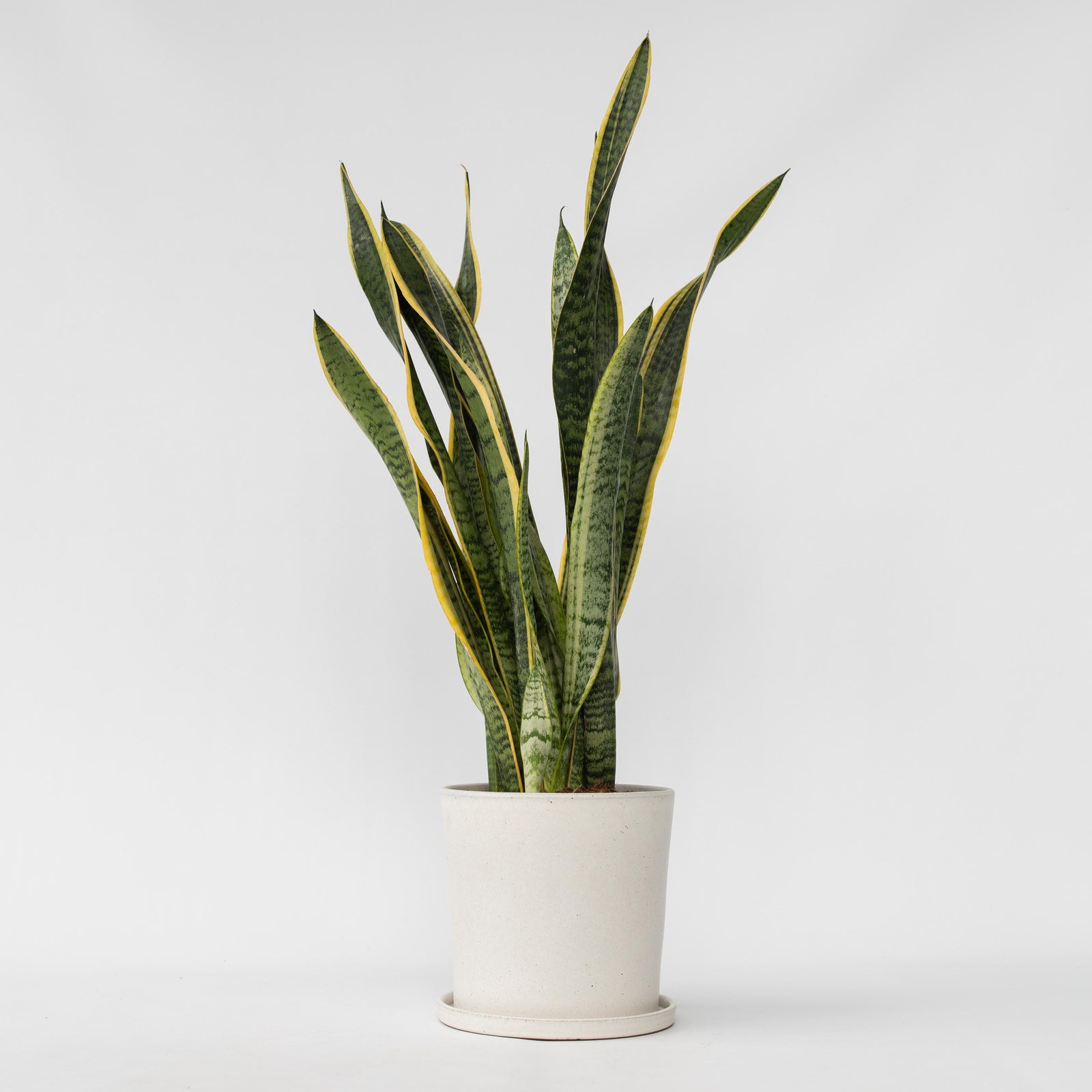 Snake Plant - Sansevieria Trifasciata Laurentii - Height 65-75cm - ⌀21cm | Set of 1 | Green
