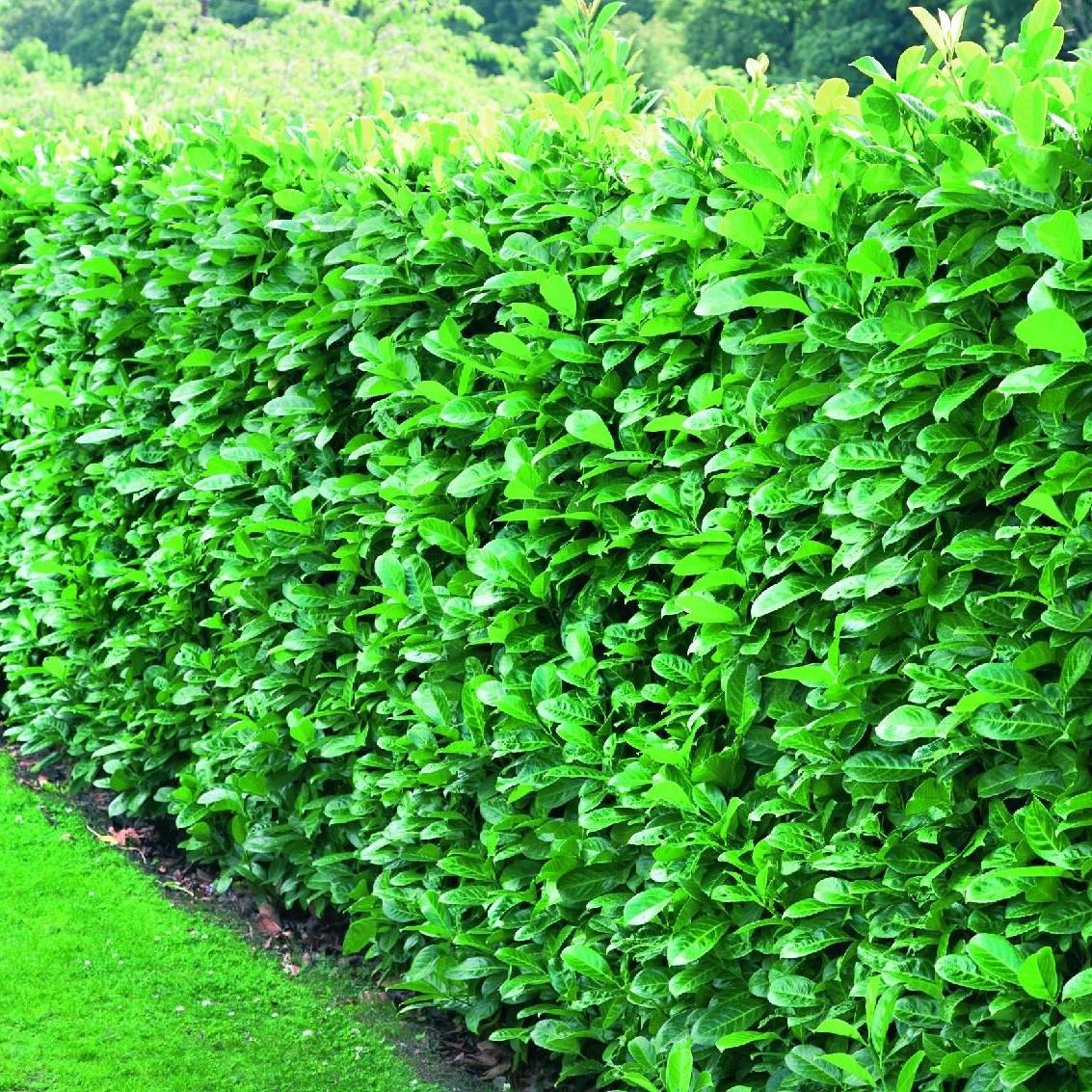 Direct Plants Cherry Laurel Evergreen Hedging Plants Large 2-3ft Supplied In 2 Litre Pots