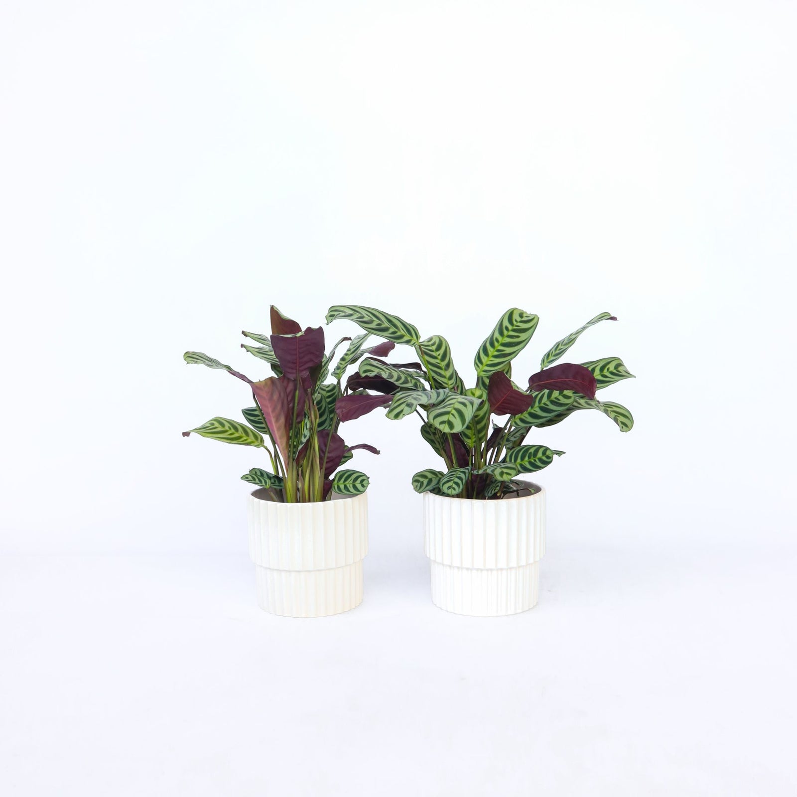 Never Never Plant - 2 Pcs. - Ctenanthe 'burle-marxii' - Height 25-40cm - ⌀12cm | Set of 2 | Green