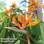 Strelitzia Bird Of Paradise 9cm Potted Plant | 2 x 9cm