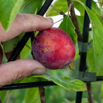 Patio Plum 'opal' - Fan-trained, Self-fertile | 1 x 2L | Purple
