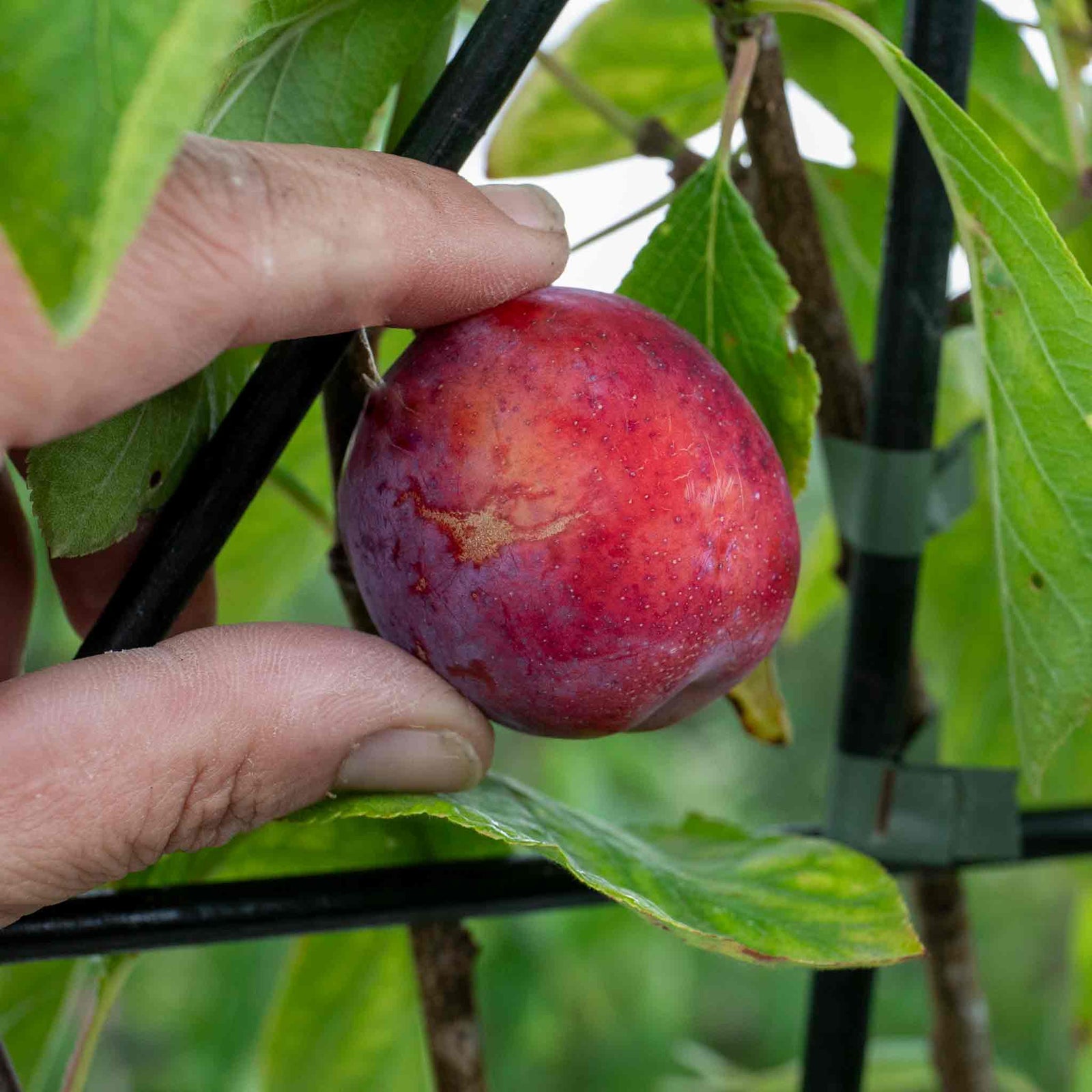 Patio Plum 'opal' - Fan-trained, Self-fertile | 1 x 2L | Purple
