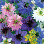 Love-in-a-mist Allsorts Nigella Seeds, Mixed Colours Seeds | 350 Seeds