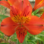 Hayloft Alstroemeria Ducs D'anjou 'louis' - 3 X 9cm Pots
