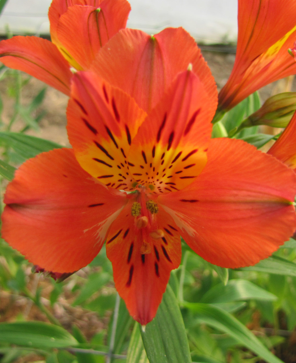 Hayloft Alstroemeria Ducs D'anjou 'louis' - 3 X 9cm Pots