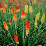 Red Hot Poker (kniphofia) Seeds Grandiflora Mix - 50 Seeds | 50 Seeds | Green