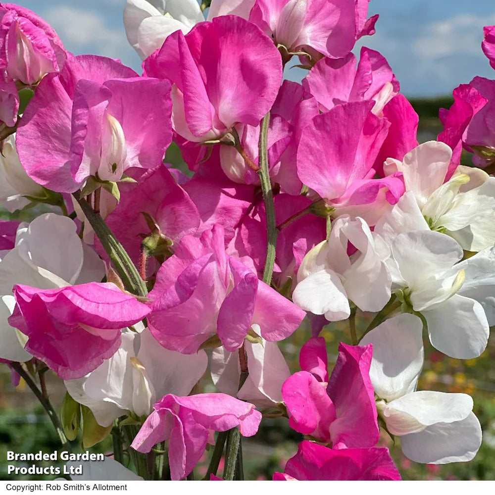 Sweet Pea Barbie Mix 9cm Pot | Set of 3