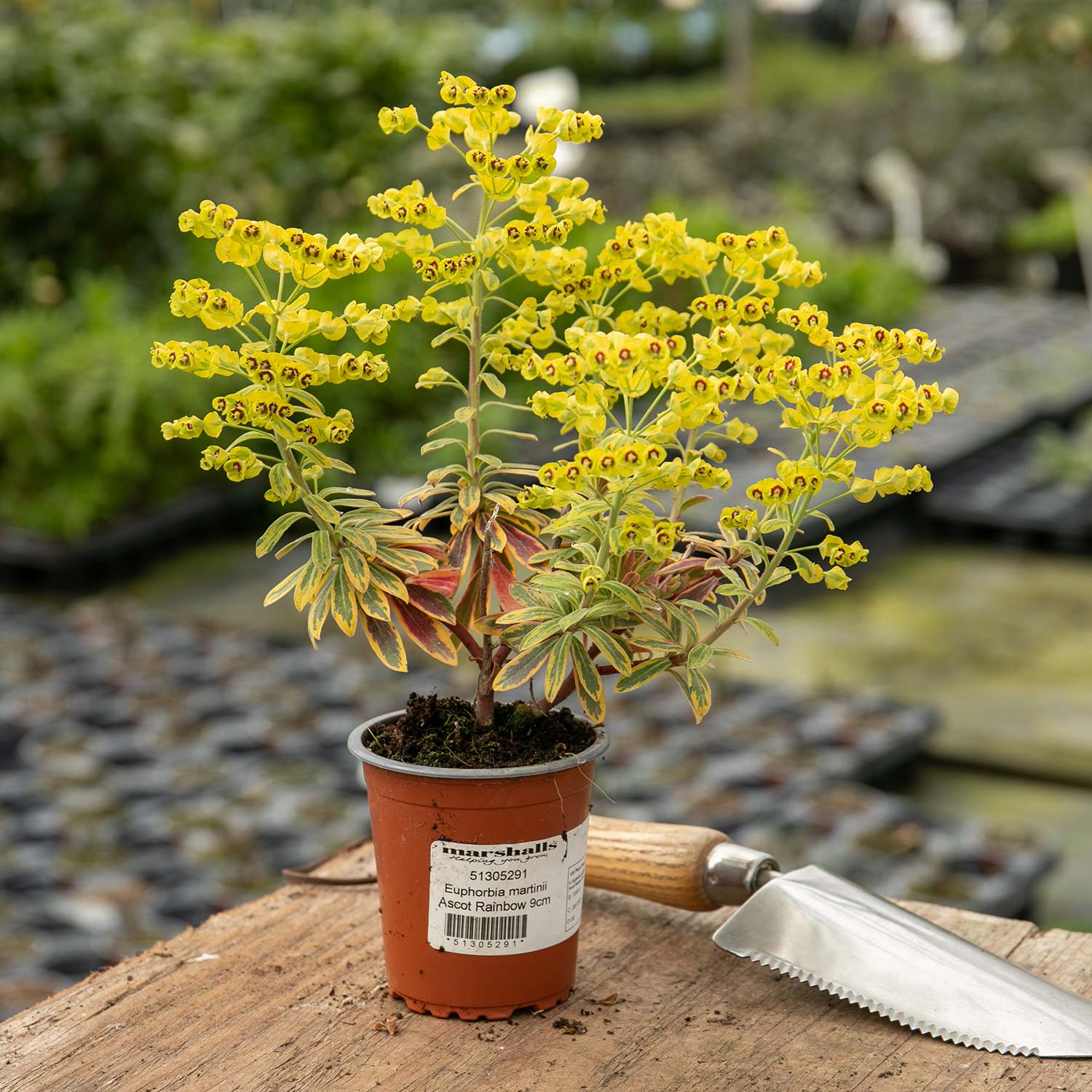 Euphorbia Martinii 'ascot Rainbow' Variegated Perennial | 1 x 9cm | Green & Pink