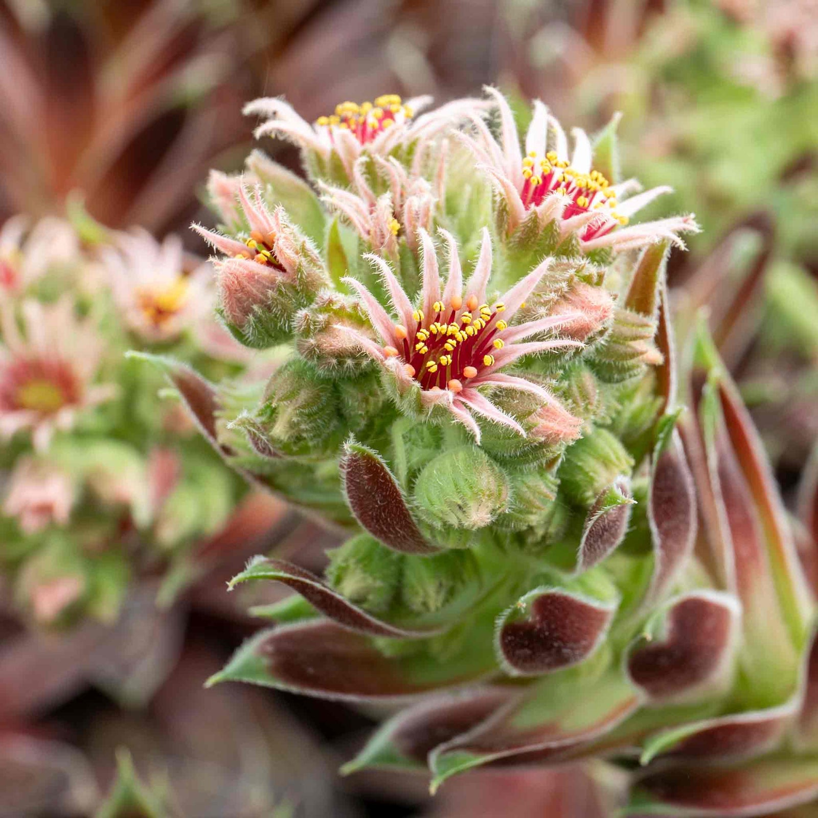 Sempervivum 'coconut Crystal' Pot - Hardy Two-tone Succulent | 1 x 9cm | Multi