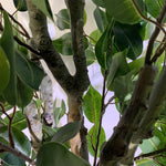 100cm Premium Artificial Ficus Twist Tree