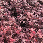 Acer Palmatum Atropurpureum Purple Japanese Maple Plant Extra Large 3-4ft Supplied In A 5 Litre Pot