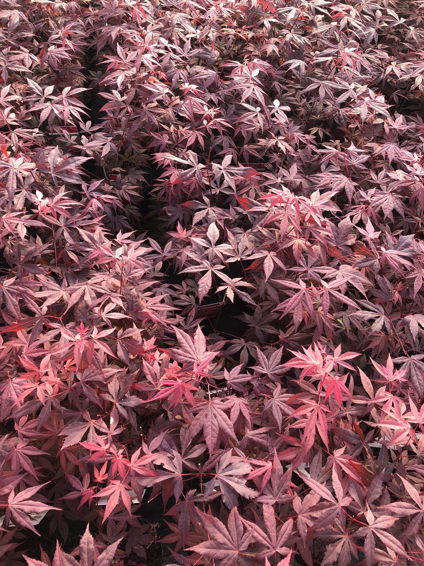Acer Palmatum Atropurpureum Purple Japanese Maple Plant Extra Large 3-4ft Supplied In A 5 Litre Pot