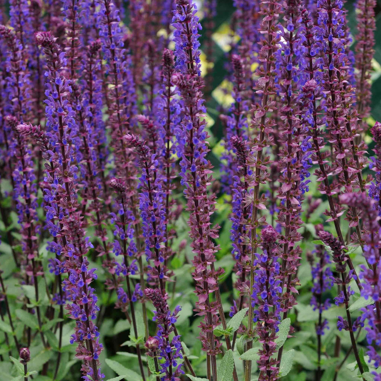 Salvia Nemorosa 'caradonna' Hardy Perennial | 6 x Jumbo Plugs | Multi
