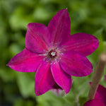 Clematis 'westerplatte' Maroon-red Climber | 1 x 2L | Purple & Green