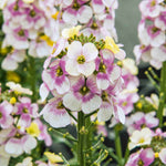 Hayloft Elaborate Erysimum Collection - Perennial Wallflowers 5 Young Plants (1 Of Each)