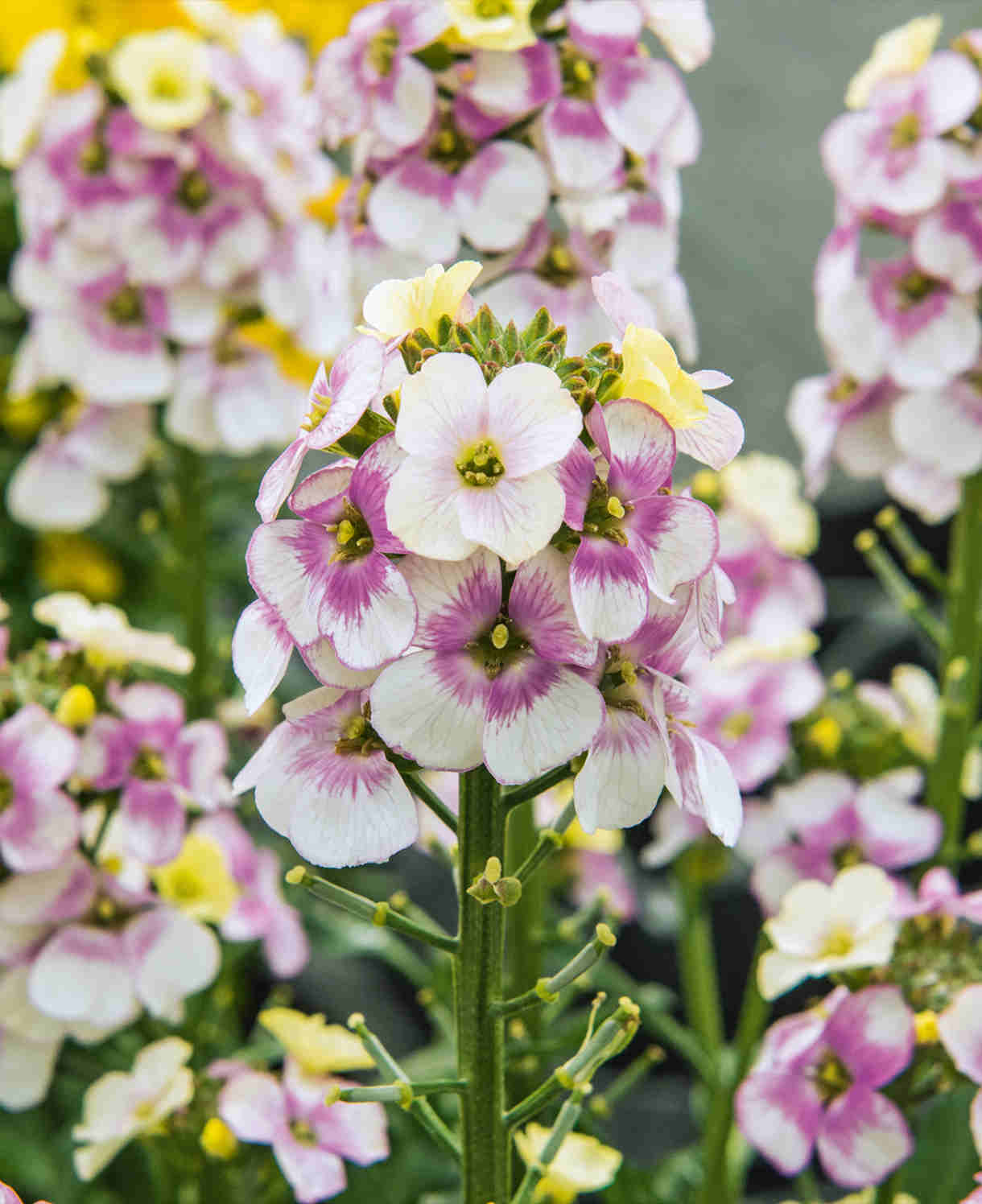 Elaborate Erysimum Collection - Perennial Wallflowers 5 Young Plants (1 Of Each)