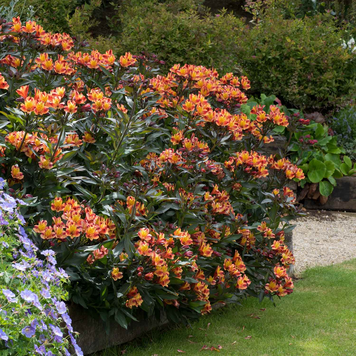 Alstroemeria 'indian Summer' 75cm, Hardy Long-flowering Perennial | 1 x 5L | Orange & Yellow