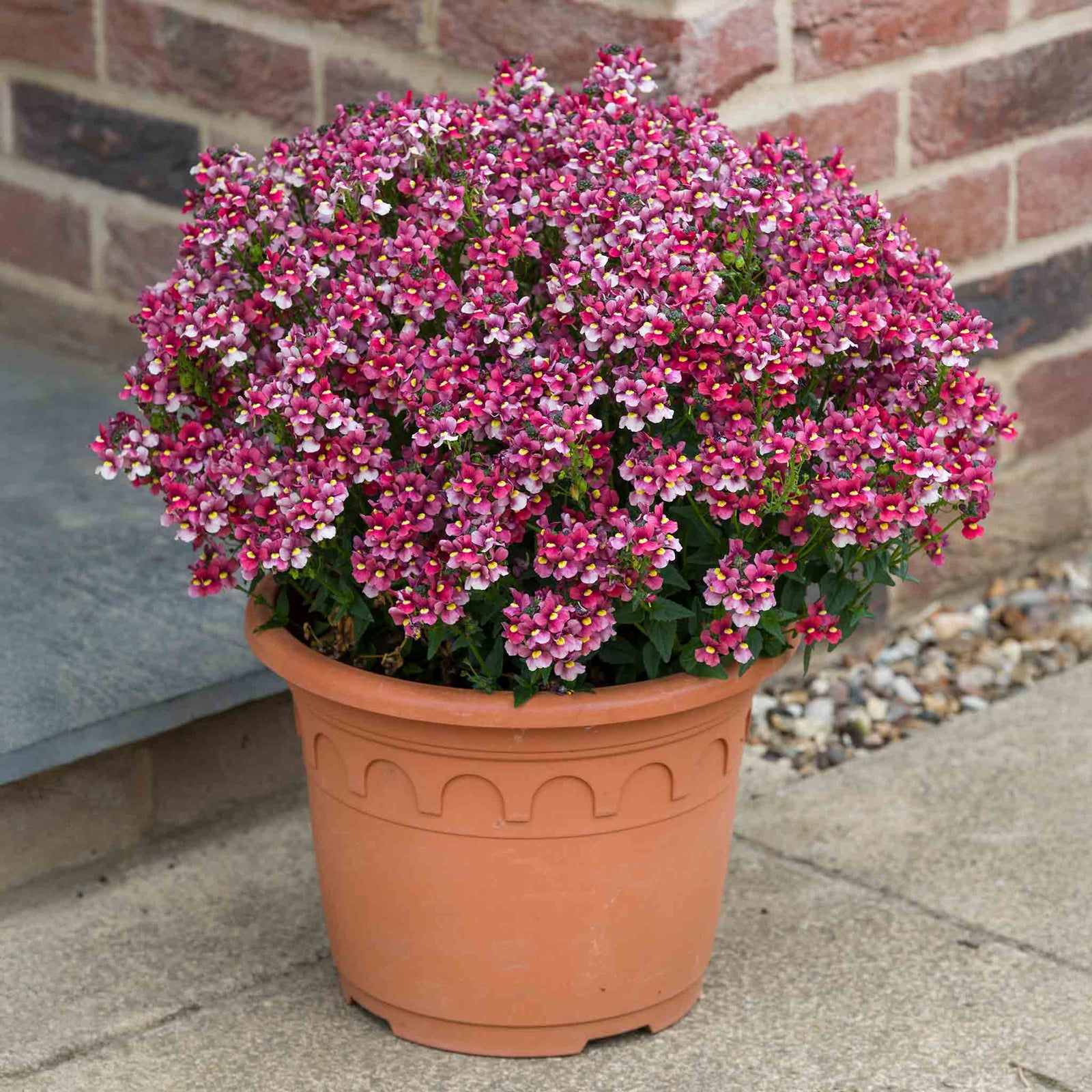 Nemesia 'melody Raspberry' - Raspberry-pink Bedding Plant | 6 x Plug Plants | Raspberry