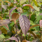 Callicarpa Bodinieri 'profusion' Purple-berried Shrub | 1 x 9cm | Purple