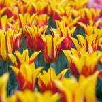 Tulip Fire Wings Bulbs | 16 x Bulbs