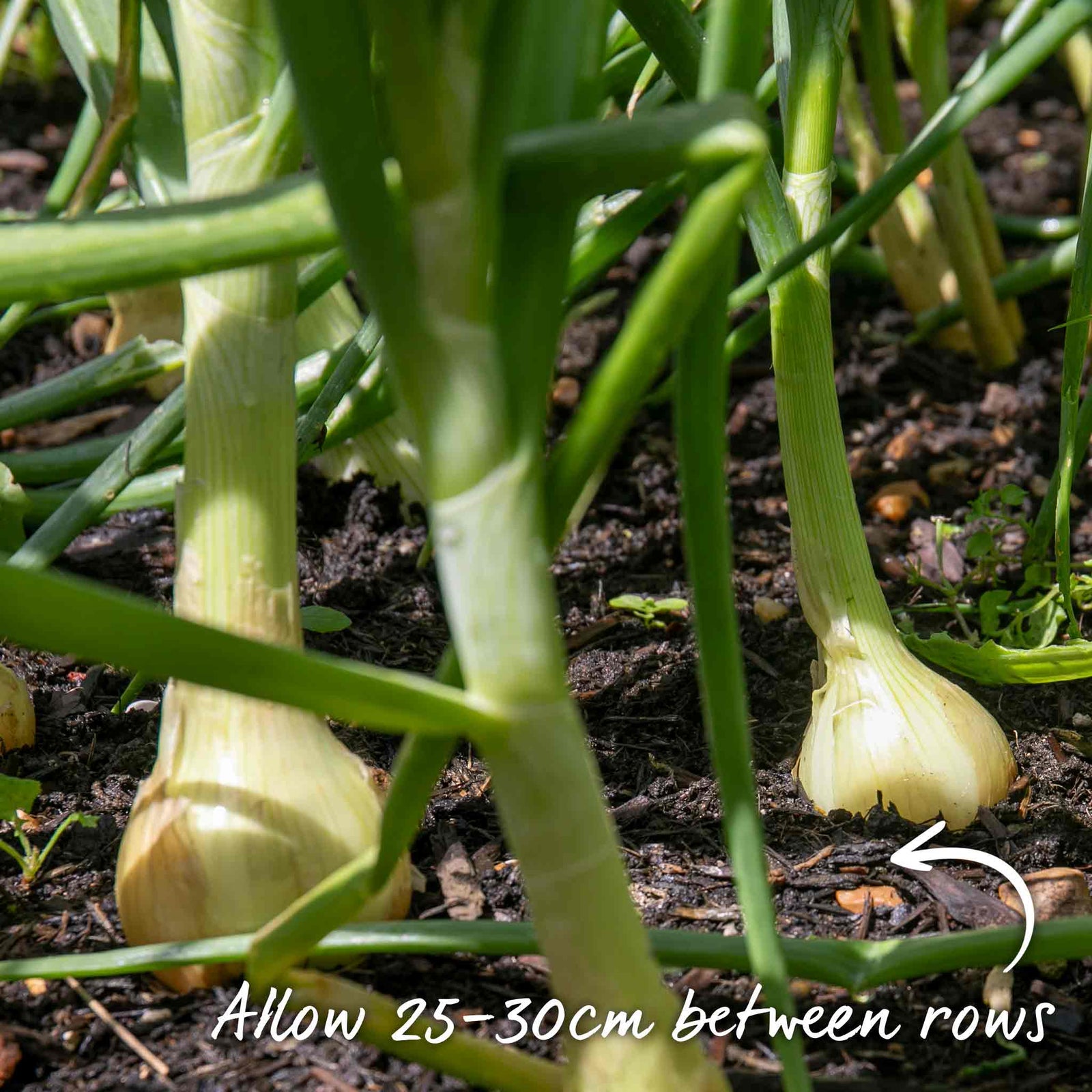 Crusado Early-maturing Yellow Onion Sets, Approx. Sets | Set of 65 | Yellow