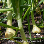 Onion 'stuttgarter Riesen' Sets – Slow To Bolt, Sweet Mild Bulbs | Set of 30