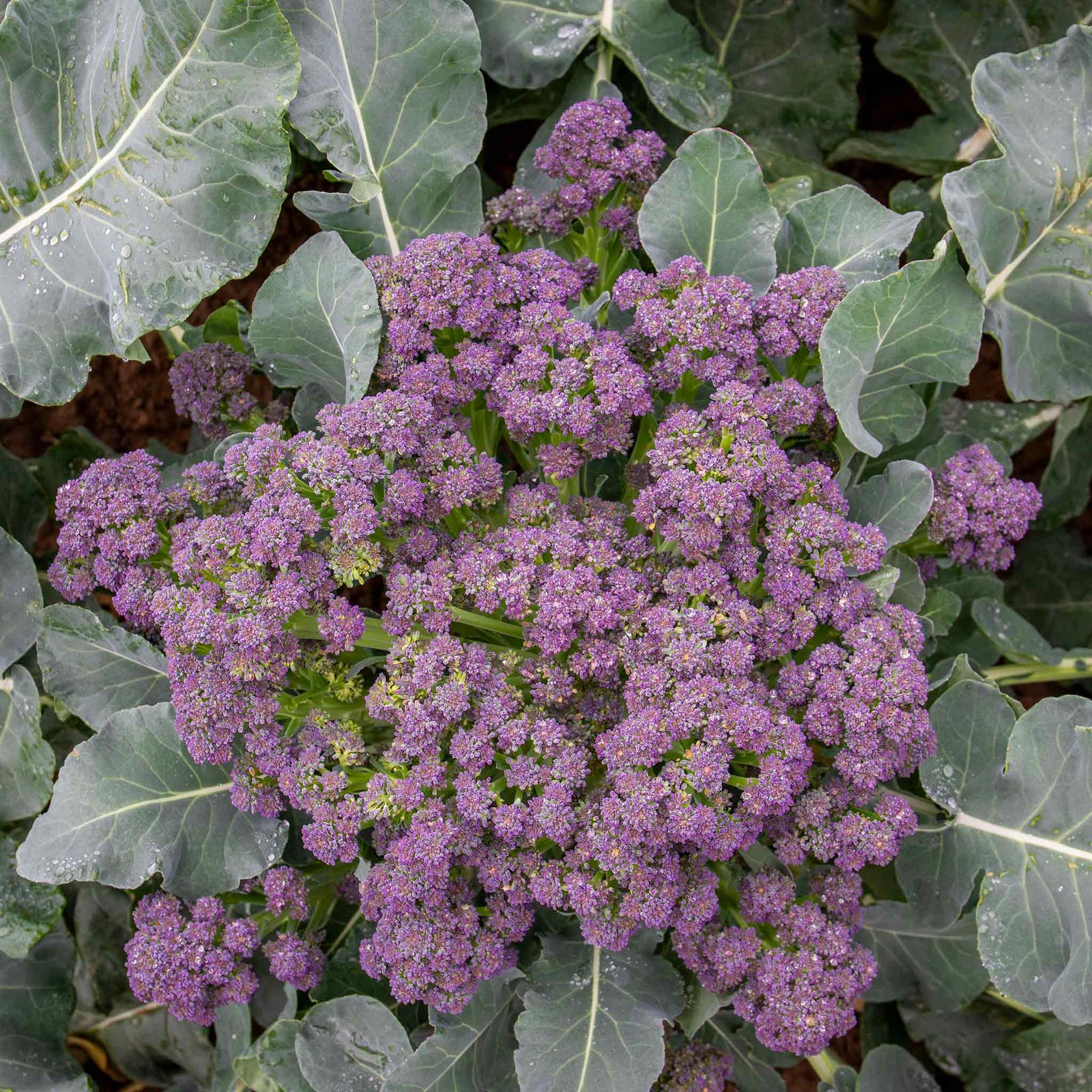 Broccoli 'summer Purple' – Heat-tolerant Summer Cropping | 16 x Pro Grower Plugs | Purple