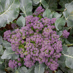 Broccoli 'summer Purple' – Heat-tolerant Summer Cropping | 8 x Pro Grower Plugs | Purple