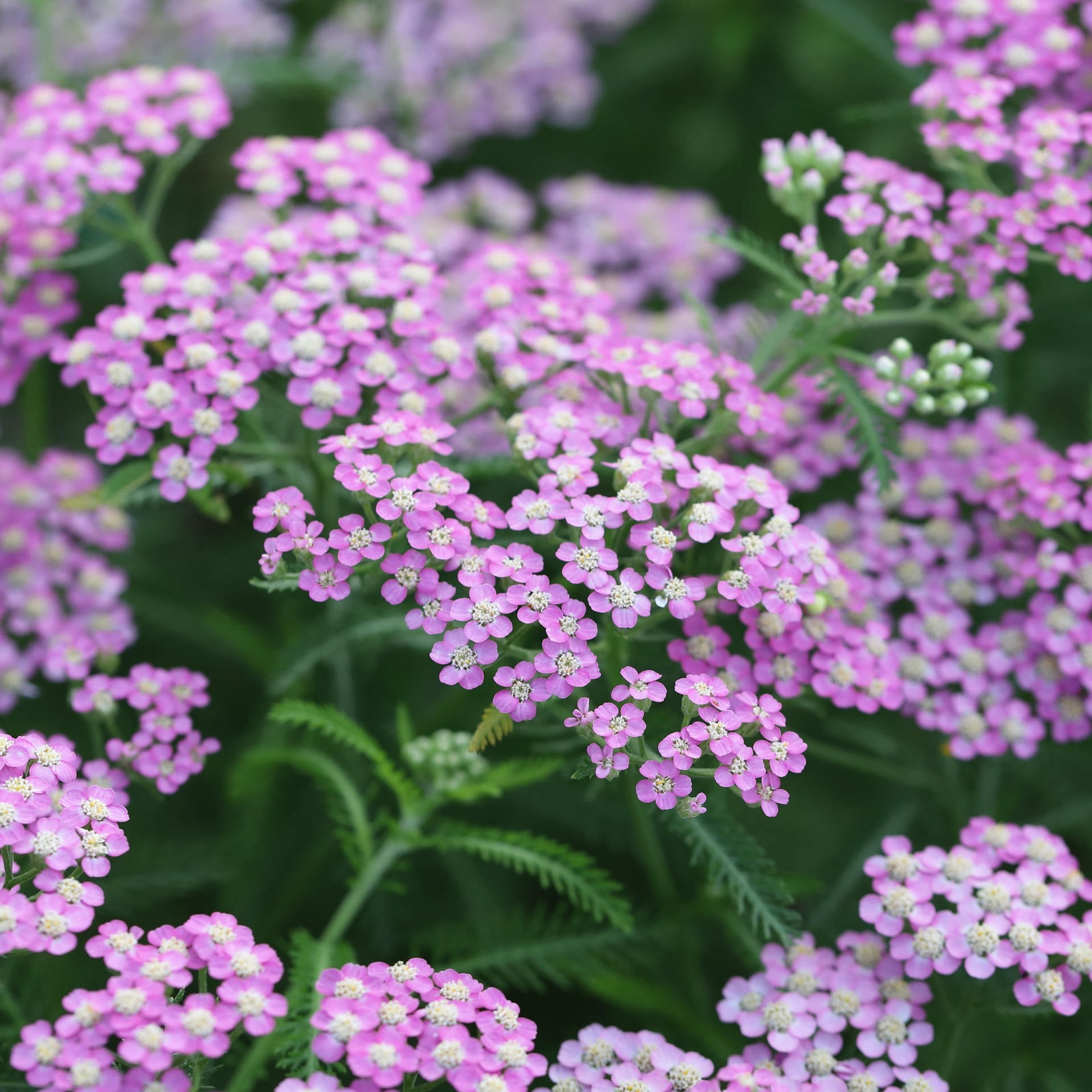 Achillea Millefolium 'lilac Beauty' - 9cm Pots | 1 x 9cm | Pink