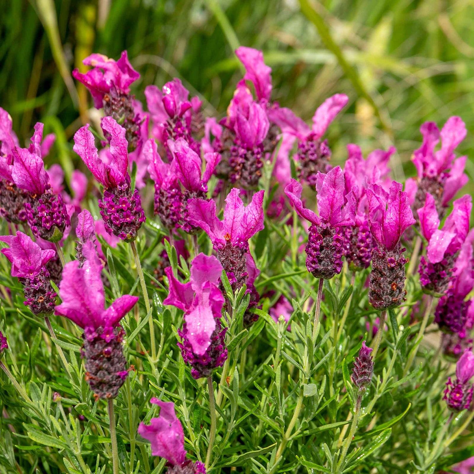 Lavender 'pink Summer' Compact Fragrant Pink | 3 x Jumbo Plugs | Purple