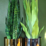 70cm Artificial Sansevieria Zeylanica Plant