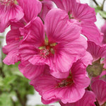 Lavatera 'red Rum' - Mauve-pink Flowering Shrub | 1 x 9cm | Pink
