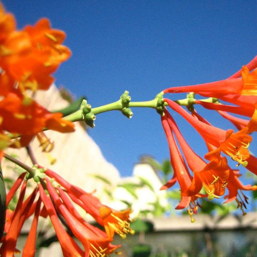 Lonicera Henryi Evergreen Honeysuckle Climbing Plant Supplied In A 9cm Pot