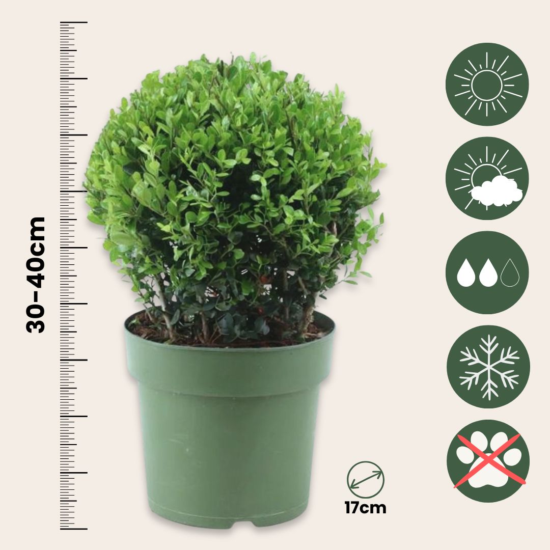Japanese Holly - Ilex Crenata 'Jenny' - Height 30-40cm - ⌀17cm | Set of 1 | Green