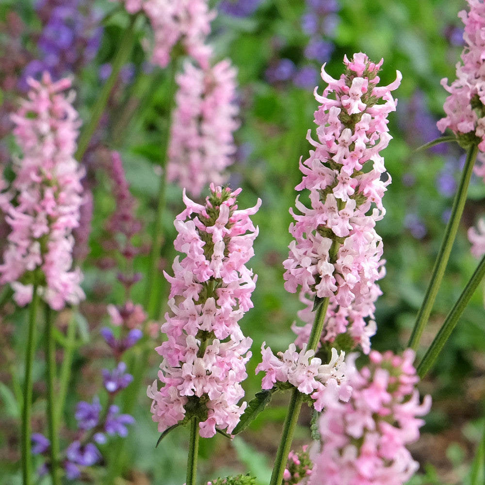Abundant Betonica Collection - Stachys Collection In White, Pink And Purple 1 Of Each In 9cm Pots