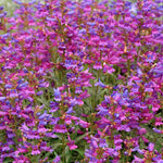 Penstemon Catherine De La Mare - 9cm Pots | 3 x 9cm | Blue